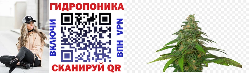 Конопля план  Пестово 